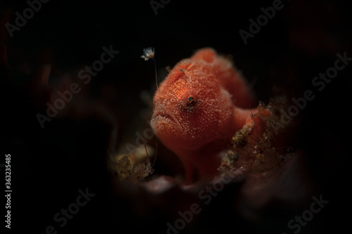 Tiny frogfish  (Antennarius pictus). Underwater macro photography from Aniilao, Philippines