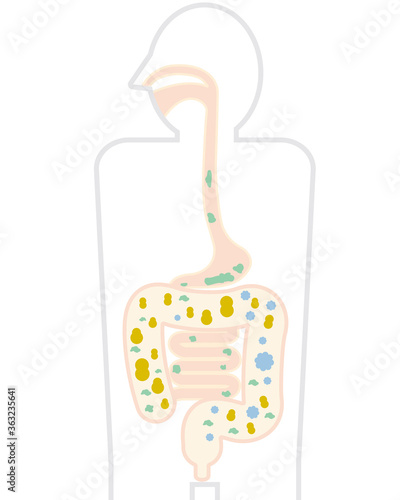 Intestine human body  Vector Illustration