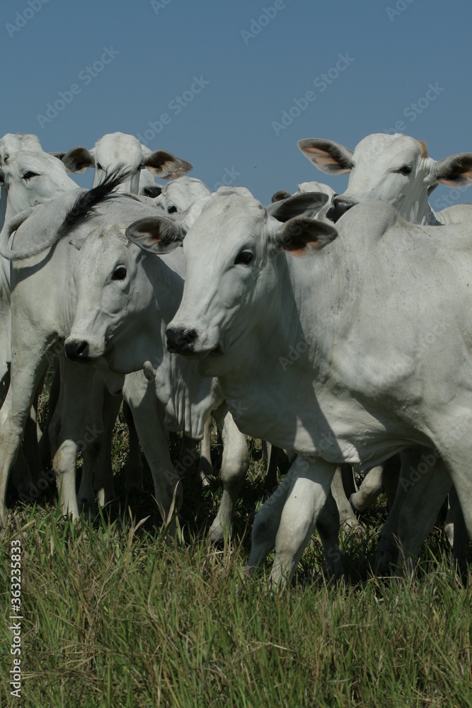 BOVINOCULTURA, BOI, NELORE, GADO, CORTE, REBANHO, PECUÁRIA BOVINOCULTURA, BOI, NELORE, GADO, CORTE, REBANHO, PECUÁRIA