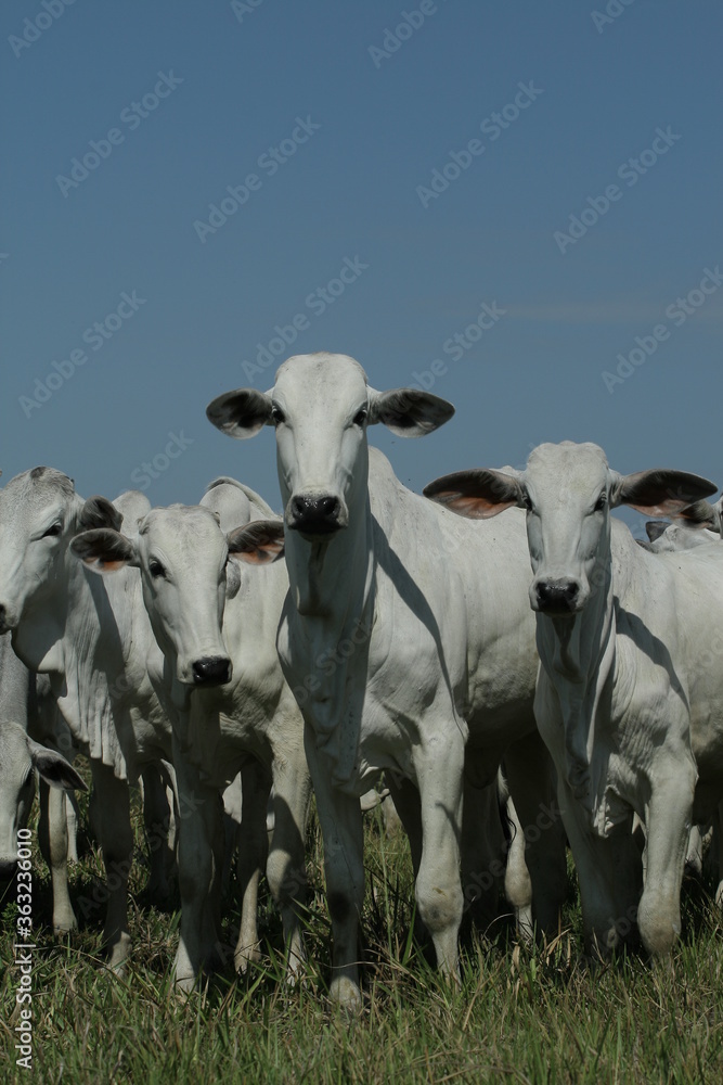 BOVINOCULTURA, BOI, NELORE, GADO, CORTE, REBANHO, PECUÁRIA BOVINOCULTURA, BOI, NELORE, GADO, CORTE, REBANHO, PECUÁRIA