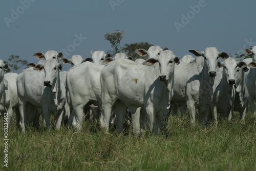 BOVINOCULTURA, BOI, NELORE, GADO, CORTE, REBANHO, PECUÁRIA