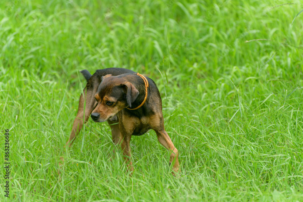 Miniature pinscher puppy sneaking through the grass.