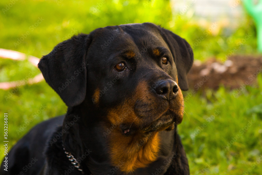 Polska , Pruszcz Gdański , maj 2011 , rottweiler Nina