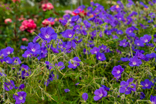 Blossoms of Geranium Eureka Blue  Geranium Perennial  many blue blossoms  Meadow Geranium