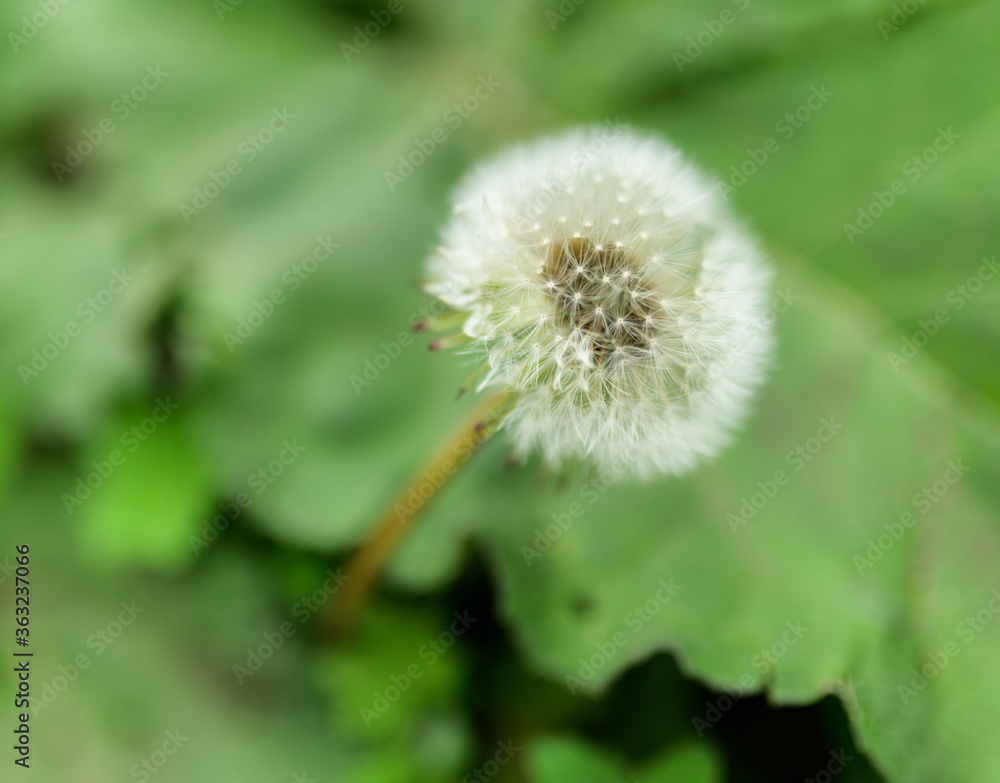 Dandelion, close-up. Macro with shallow depth of field. Dandelion, close-up. Macro with shallow depth of field.