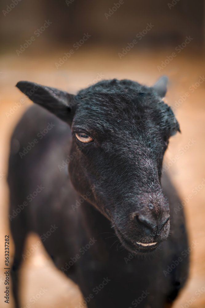 Graceful black sheep posing for the camera. Farm animal. Close-up photo Graceful black sheep posing for the camera. Farm animal. Close-up photo