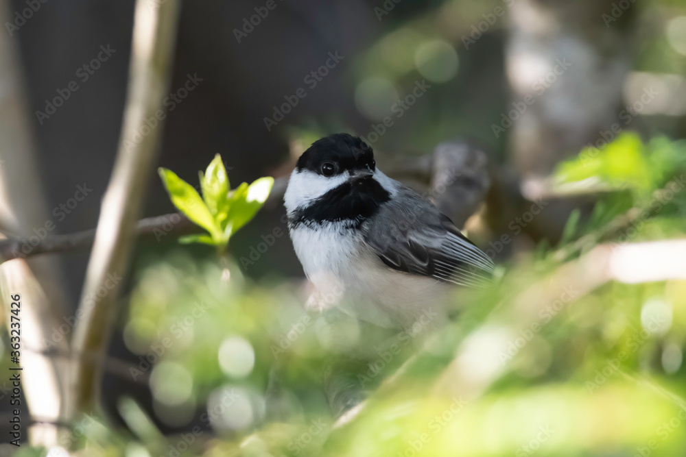 Black-capped Chickadee perched in tree Black-capped Chickadee perched in tree
