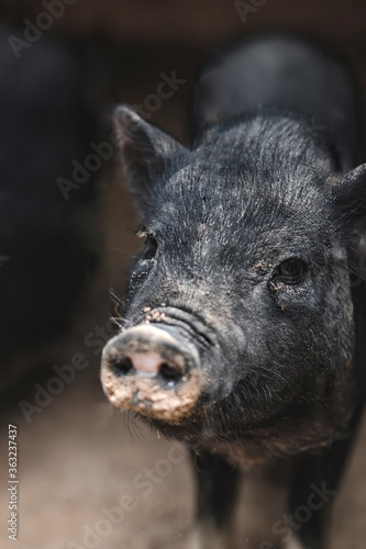 Black pig with dirty snout looking with curiosity at the camera © frimufilms