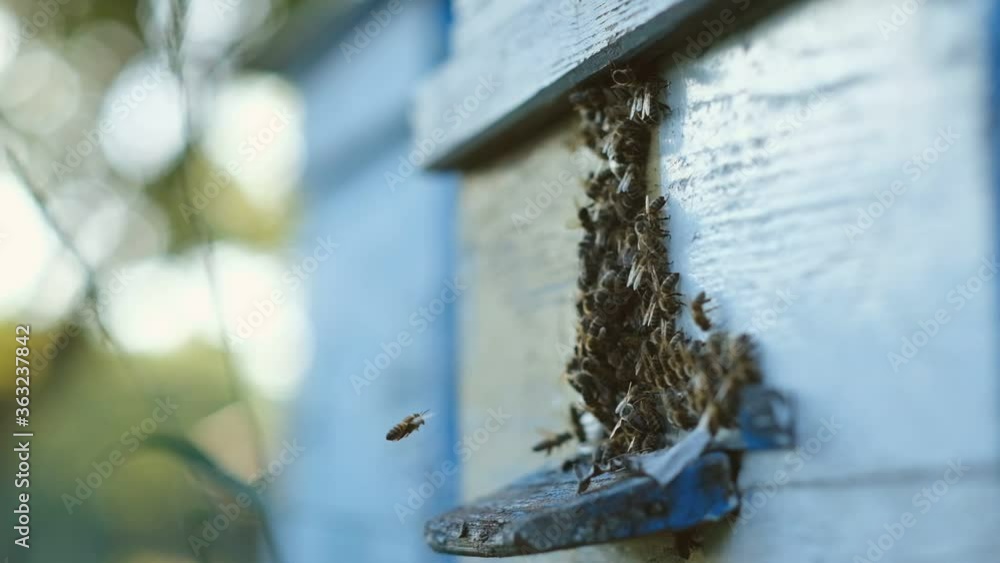 Bees fly out and return to the hive in the summer. Flight of bees near the hive in the garden. Bees fly out and return to the hive in the summer. Flight of bees near the hive in the garden.