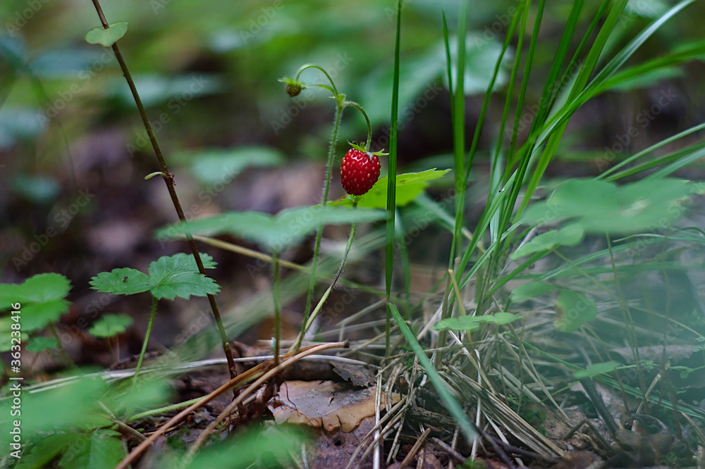 wild strawberries are ripe in the forest wild strawberries are ripe in the forest