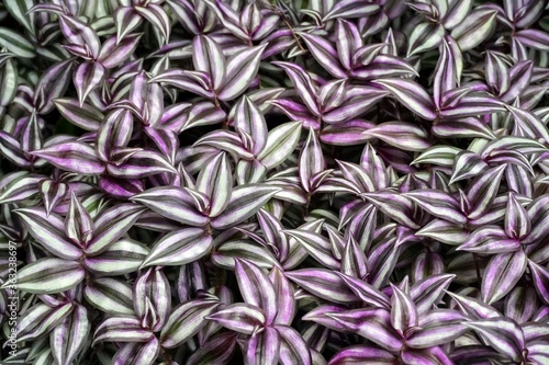 Foto Closeup shot of many wandering jew plants growing in a field