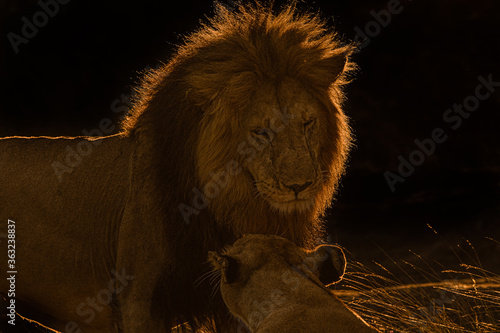 Φωτογραφία The Lion King!!
