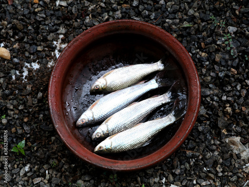 Obraz na plátně Fresh raw fish kept in clay pot