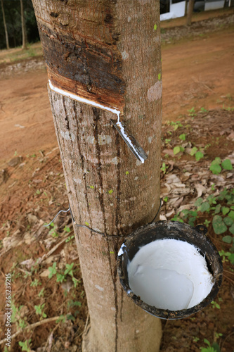 Natural Rubber Tapping Process in the Mountainside Plantation of Thailand photo