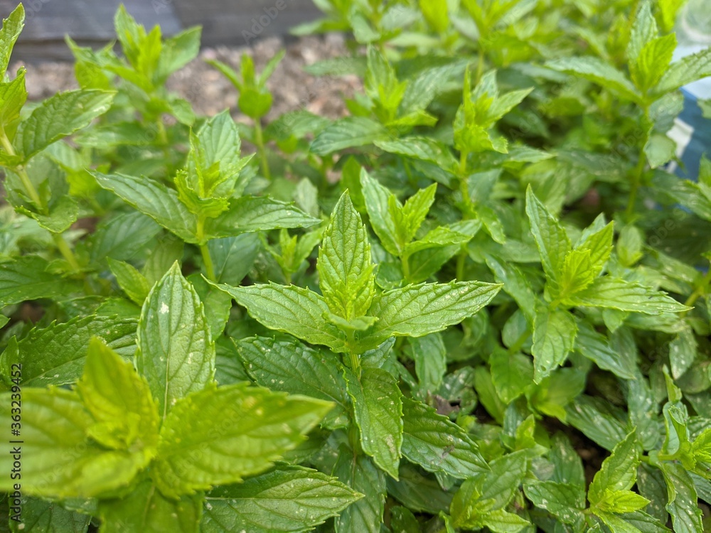 Mint Leaves Mint Leaves