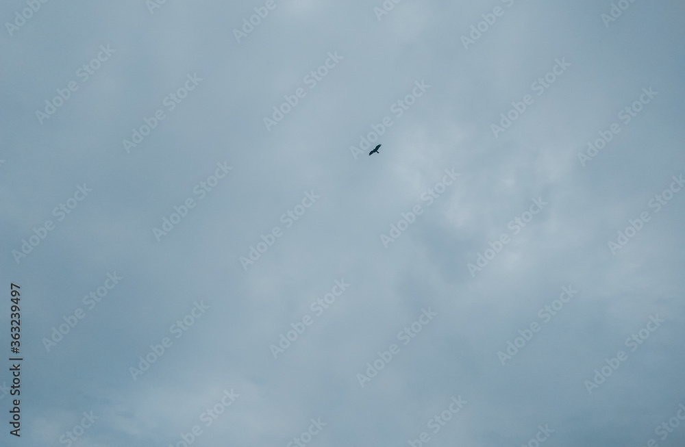 Eagle bird flying high over the clouds, sky background
