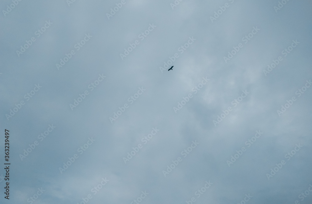 Eagle bird flying high over the clouds, sky background Eagle bird flying high over the clouds, sky background