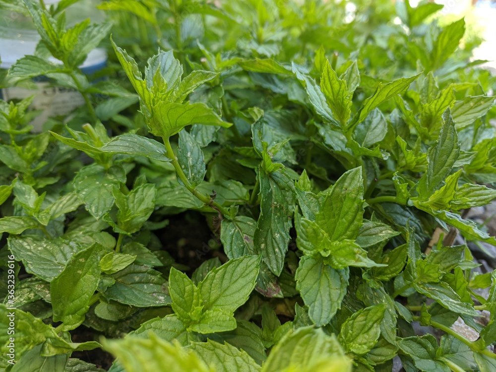 Mint Leaves Mint Leaves