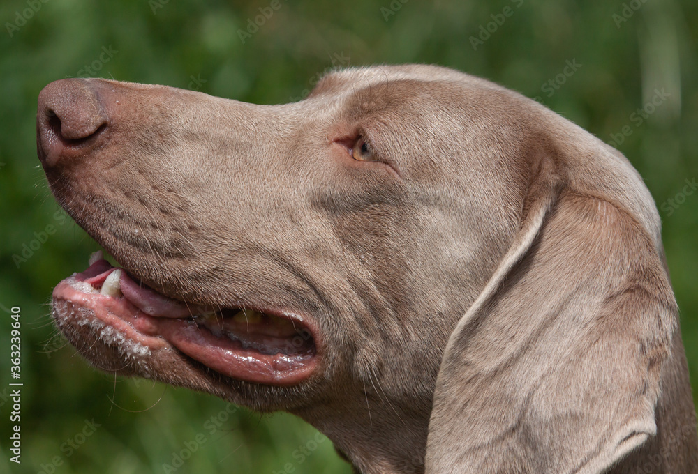 kopfstudie im profil eines weimaraner vorstehhundes aus deutschland nach der jagd kopfstudie im profil eines weimaraner vorstehhundes aus deutschland nach der jagd
