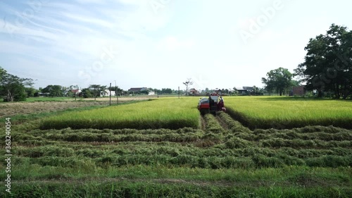 girl walking in the field