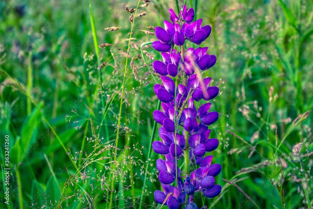 Fototapeta premium lupins in the garden