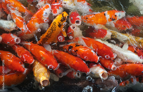 Fancy carp, Mirror carp or Koi fish in the pond is opening its mouth and waiting to eat food.