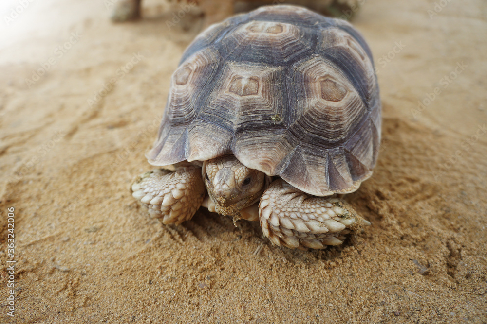 sulcata tortoise or African spurred tortoise on the sand. Geochelone sulcata sulcata tortoise or African spurred tortoise on the sand. Geochelone sulcata