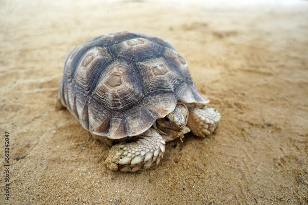 sulcata tortoise or African spurred tortoise on the sand. Geochelone sulcata
