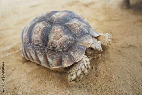 sulcata tortoise or African spurred tortoise on the sand. Geochelone sulcata