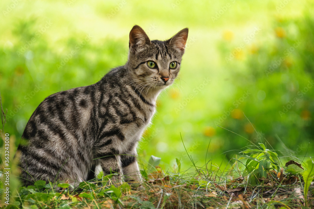 A young cat sits sideways in the grass. Bokeh Selective focus