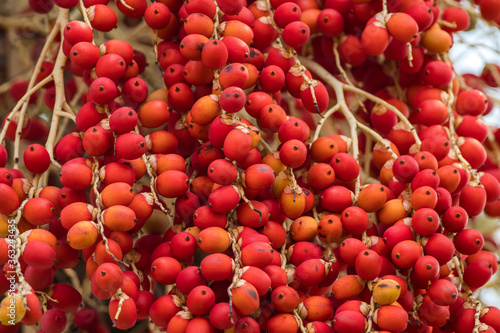 Carpentaria Palm photo