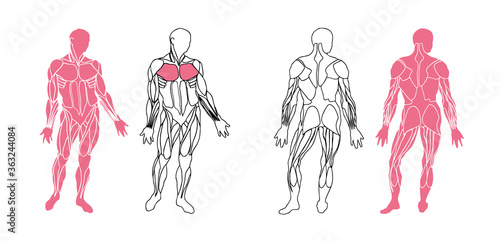 Human anatomy musculature, front and back view with isolated muscles easy to ungroup and use. Vector illustration.
