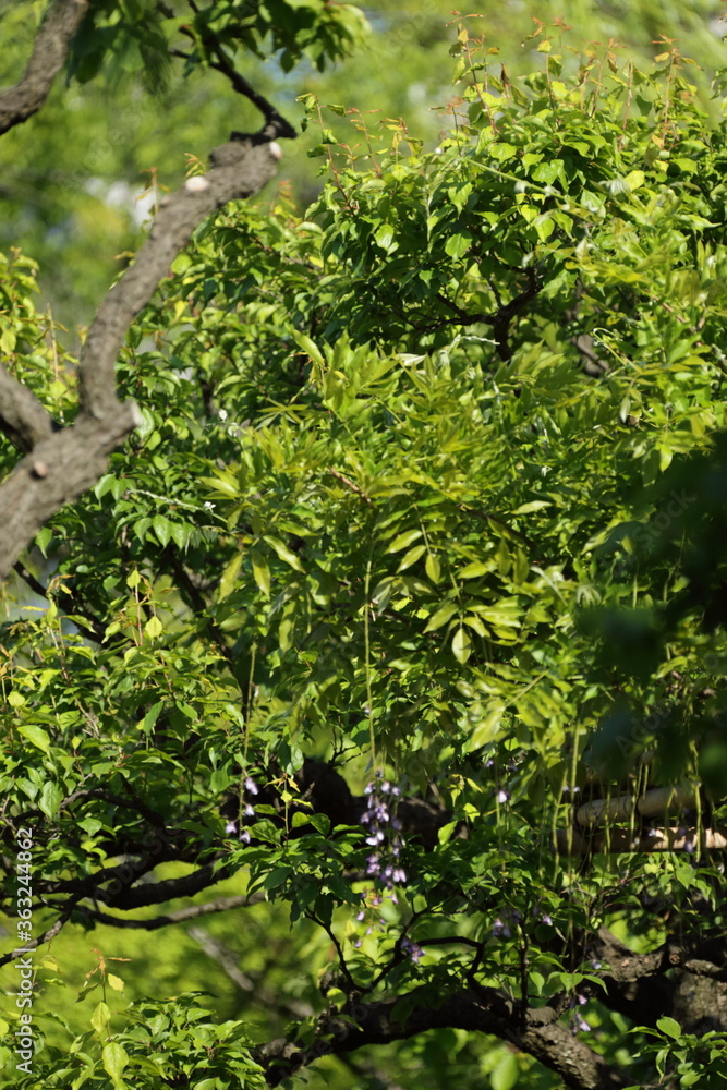 Fototapeta premium 向島百花園