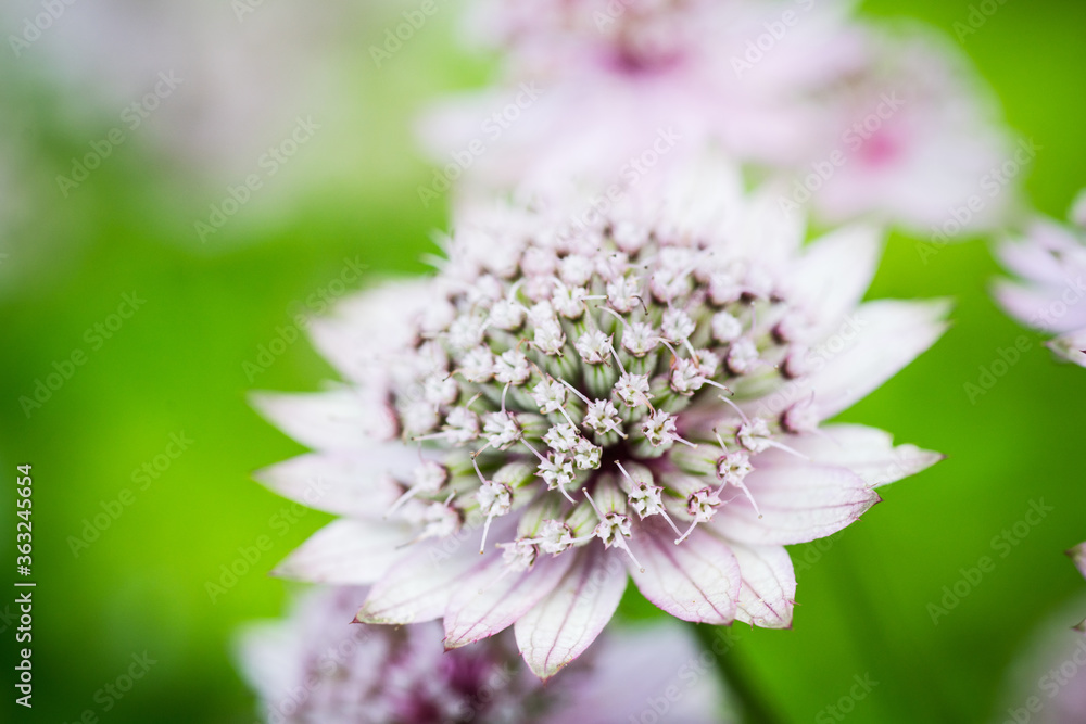 Blooming Astrantia in the garden. Selective focus. Shallow depth of field. Blooming Astrantia in the garden. Selective focus. Shallow depth of field.