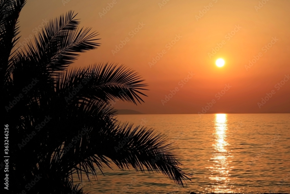 Palm tree silhouette in front of adriatic sunset