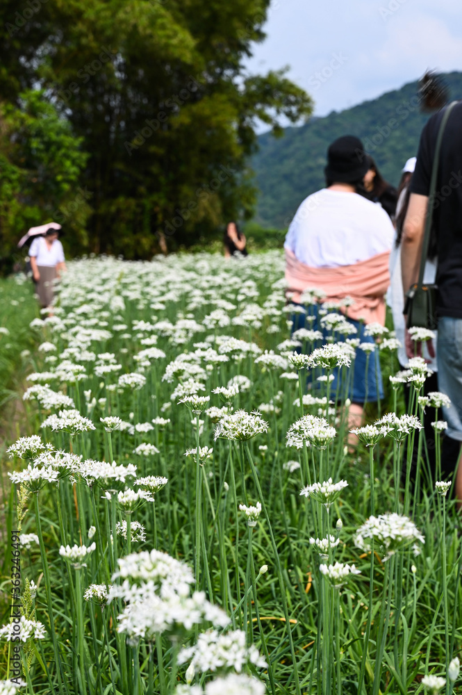 Taoyuan, Taiwan - SEP 08, 2019: People in the Chinese Chive flower field. Taoyuan, Taiwan - SEP 08, 2019: People in the Chinese Chive flower field.