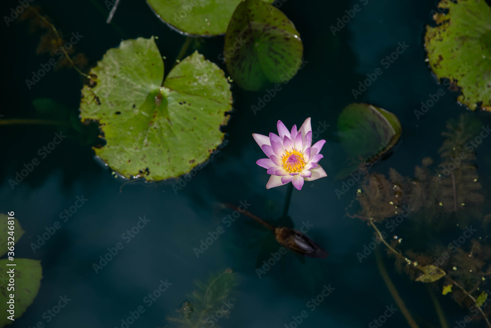 pink lotus flowers in the lake pink lotus flowers in the lake