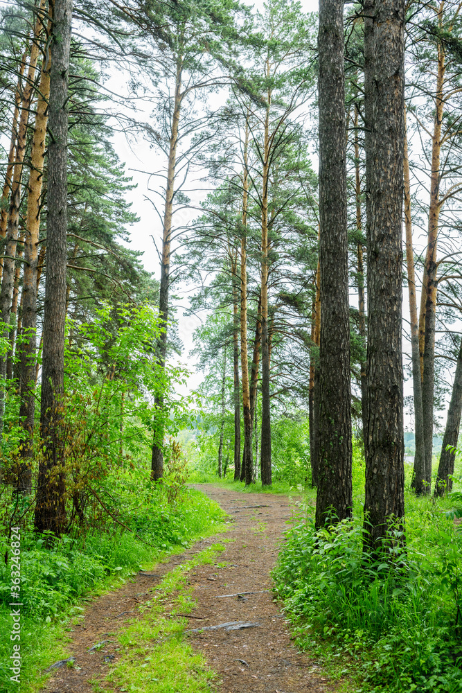 Fototapeta premium Pathway through beautiful summer forest with different trees