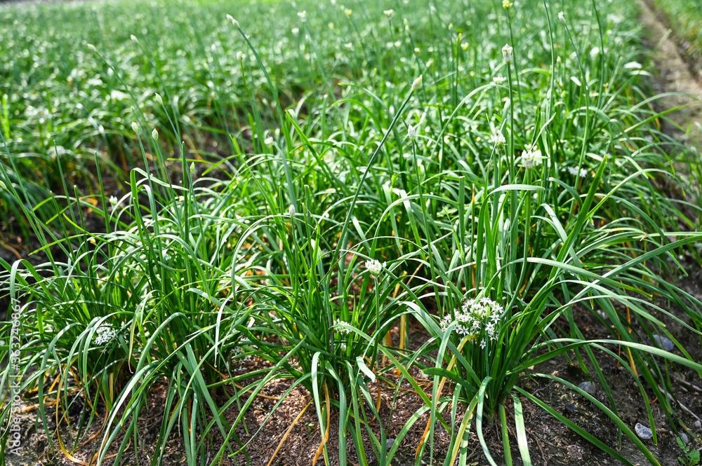 Obraz premium Chinese Chive flower field