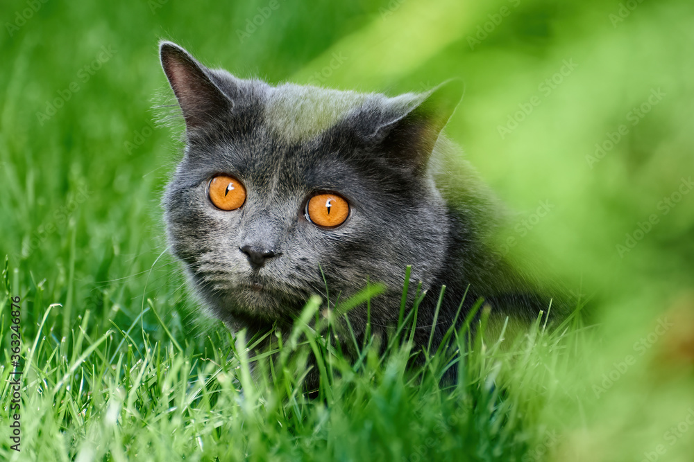 Cat with grey fur in the grass Cat with grey fur in the grass
