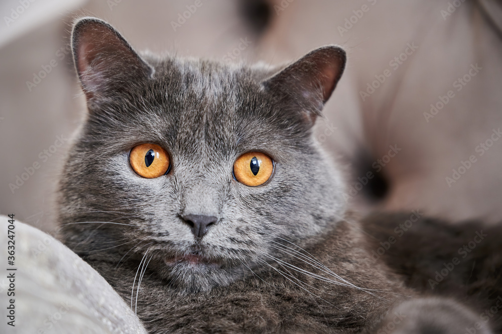 Cat with grey fur