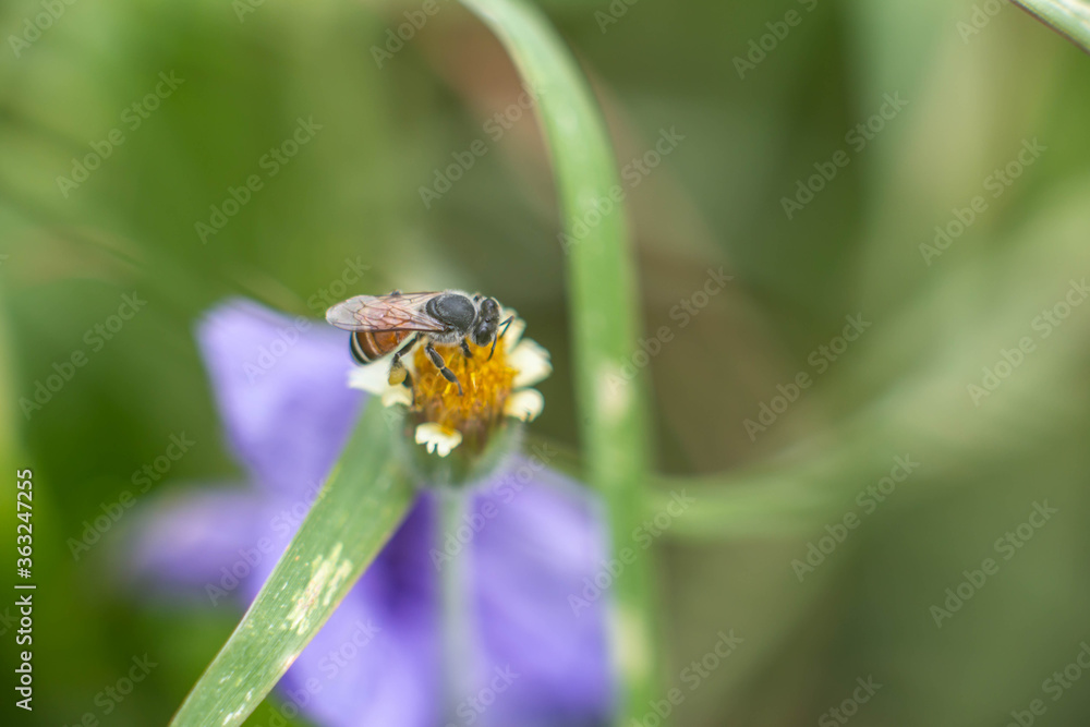Flying honeybee collecting pollen at purple flower. Flying honeybee collecting pollen at purple flower.