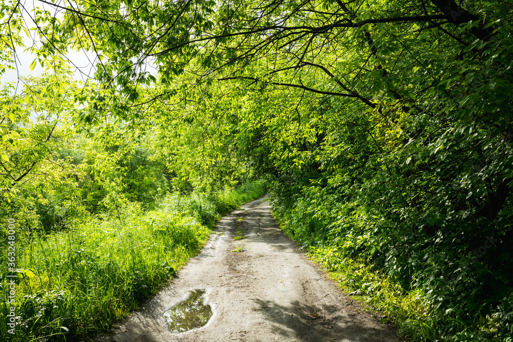 Fototapeta premium Pathway through beautiful summer forest with different trees