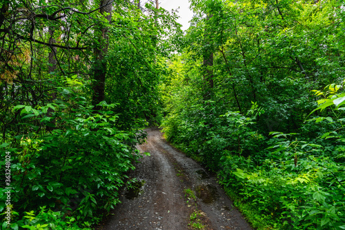 Pathway through beautiful summer forest with different trees © maxandrew