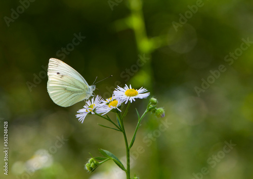 white butterfly sits on camomile flowers