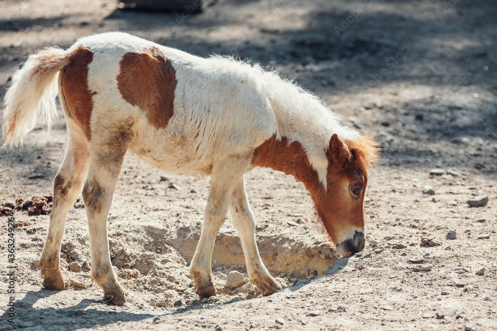 Portrait of a little pony, photo shoot of a pony fallen in the dust Portrait of a little pony, photo shoot of a pony fallen in the dust