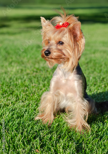 Dog pet Yorkshire Terrier on a walk in the park on summer day © svetamart