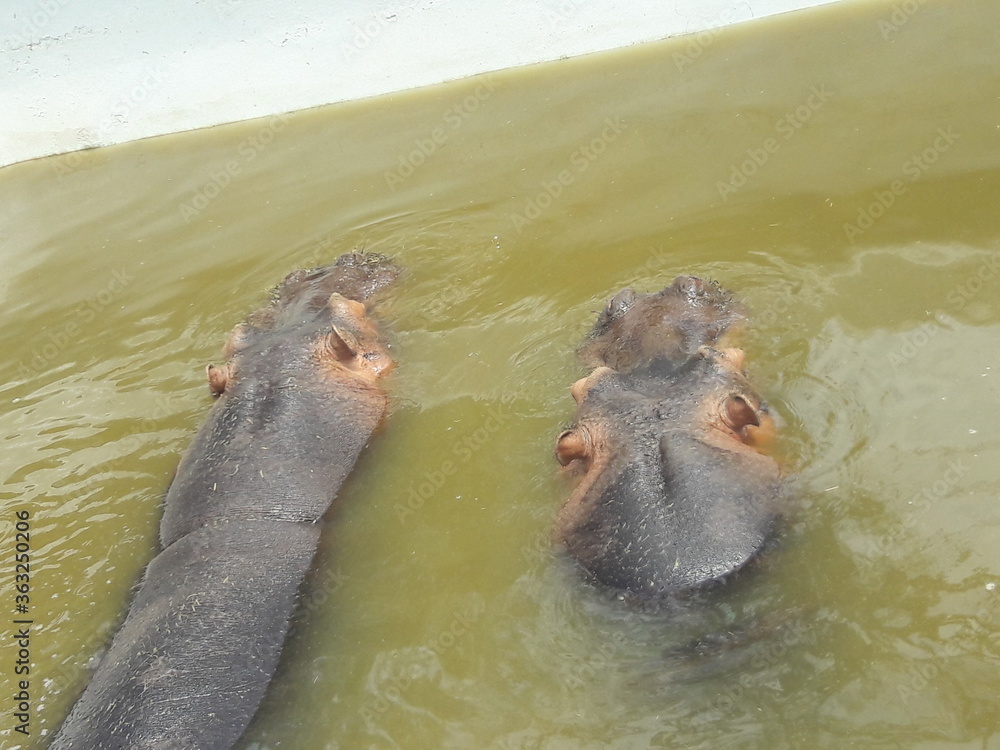 Fototapeta premium Hippos in Zoo in Cordoba Argentina South America 2019