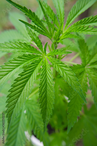 Cannabis background texture in the garden.