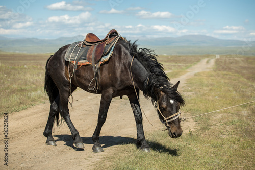 Horse in the steppe of Alati Republic. View of a bad russian road and steppe. Travel to Russia. Mountain hiking in the Altai republic. Active holiday with family and friends.  © Liudmila Puchinskaia
